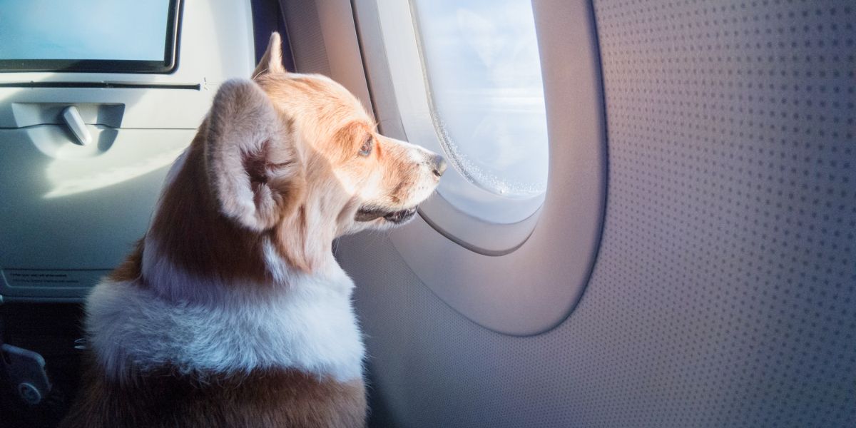 British Airways Pet Policy, Cost, Travelling With Pets Safely