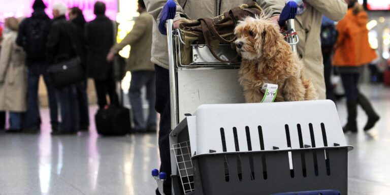 air-india-pet-policy-travelling-with-pet-in-cabin-cargo