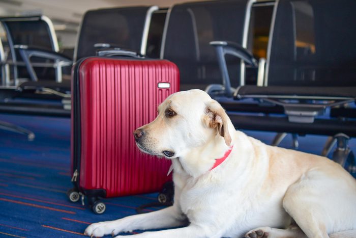 Check Spirit Airlines Pet Travel Policy