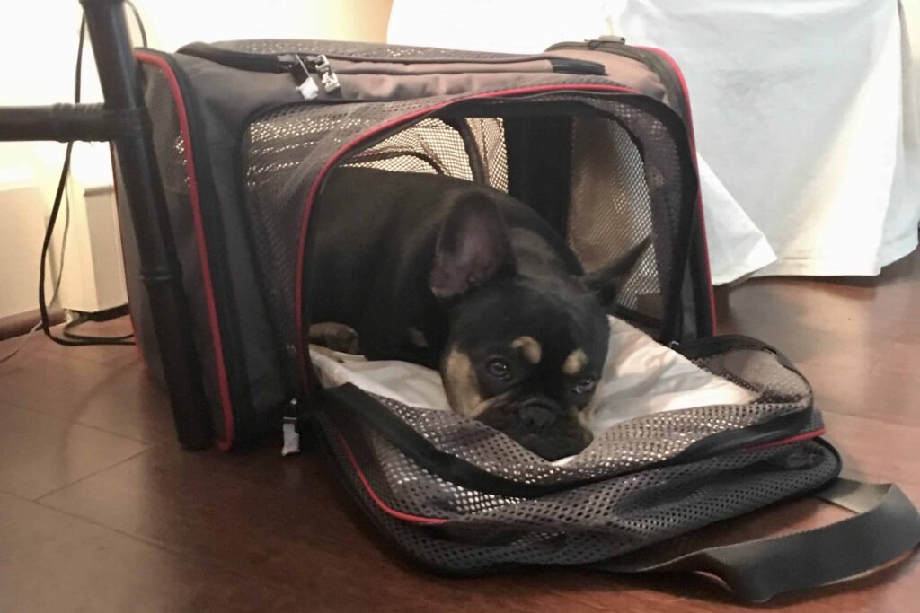 Check Hawaiian Airlines Pets in Cabin Policy