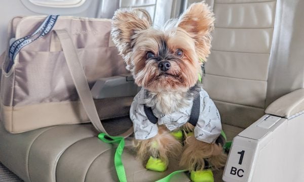 Check Singapore Airlines Pets in Cabin Policy