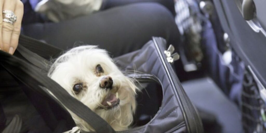 singapore airlines travel with dog