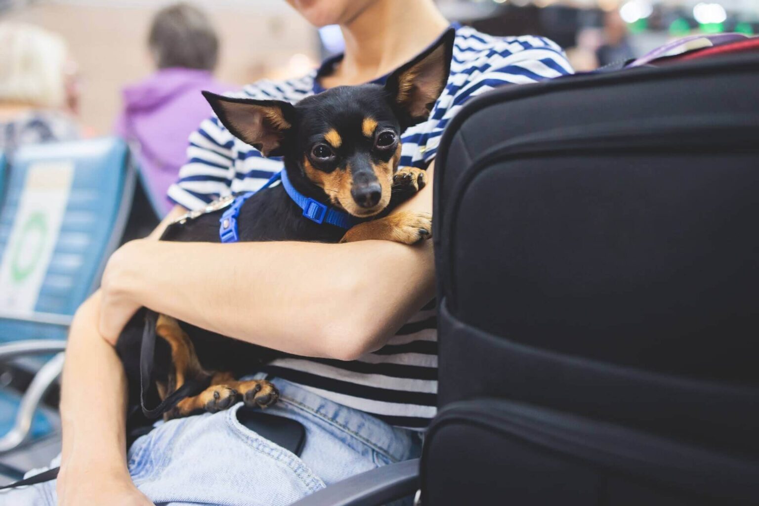 united pet travel policy