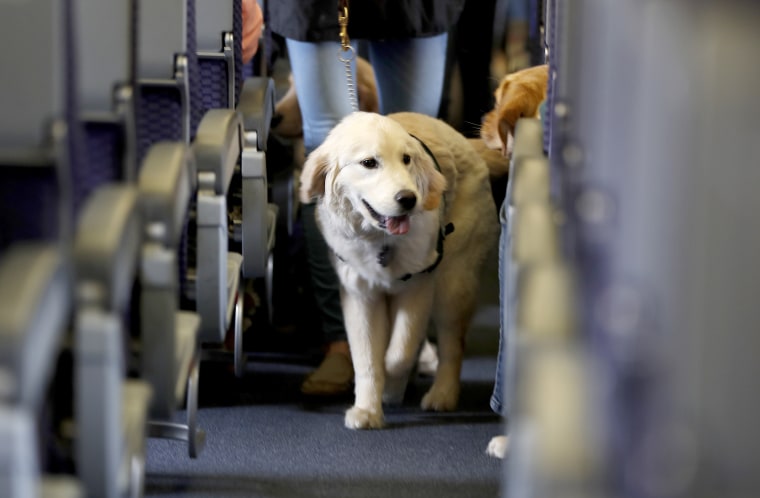 Check JetBlue Pet Travel Policy
